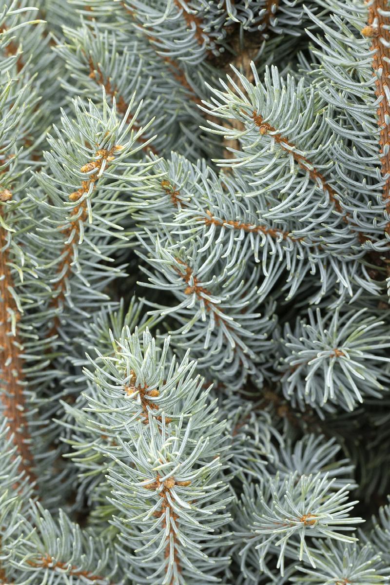 Picea pungens 'Iseli Fastigiate' - Pilarihopeakuusi, Pilarisinikuusi