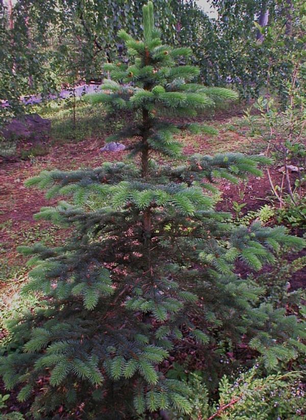 Picea pungens 'Glauca' - Hopeakuusi