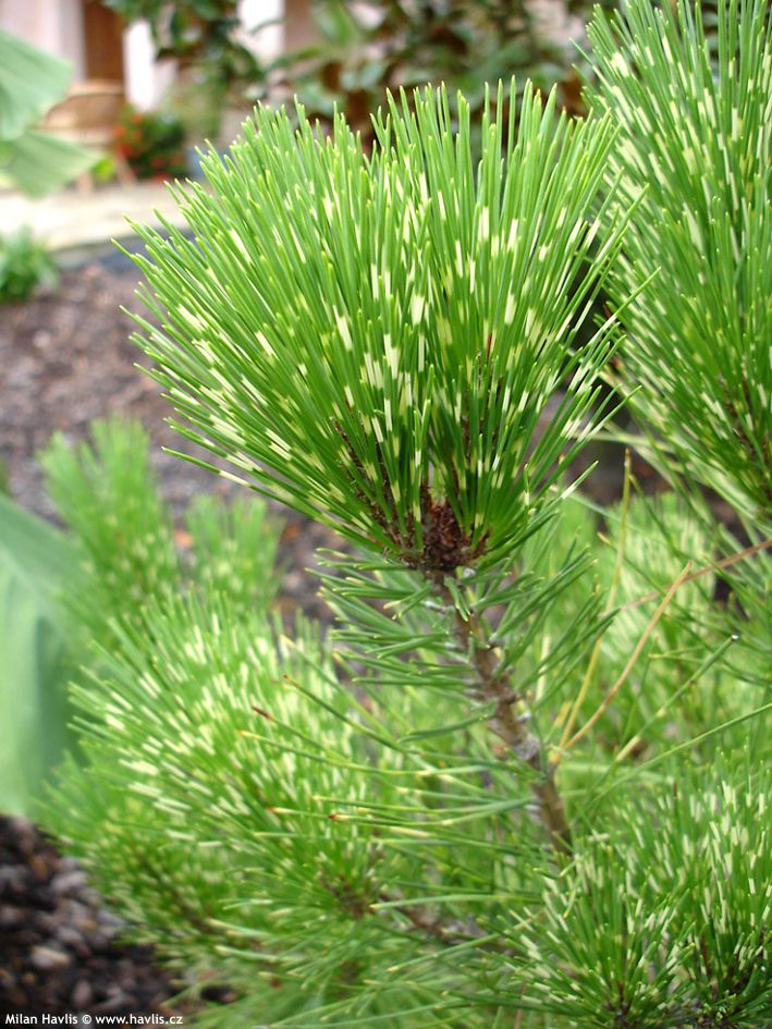 Pinus densiflora (sylvestris) 'Oculus Draconis' - Japaninpunamänty