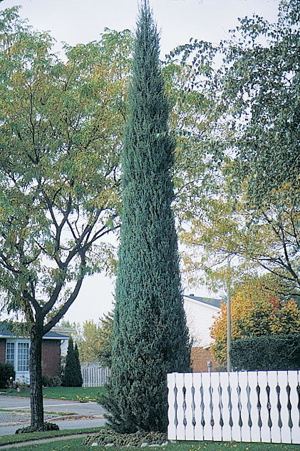 Juniperus Virginiana 'Skyrocket' - Kynäkataja
