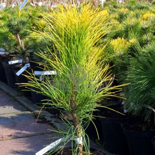Pinus nigra 'Goldfingers' - Mustamänty