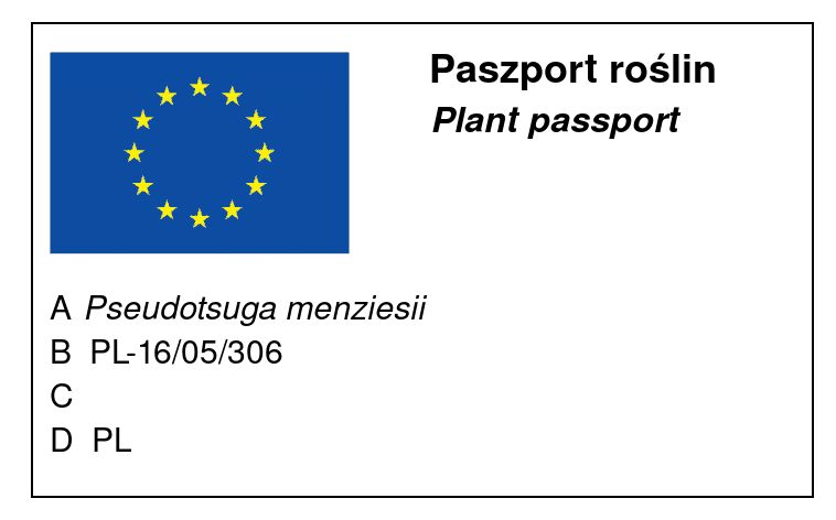 Pseudotsuga menziesii - Douglas fir, blue variety