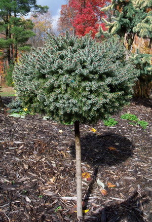 Picea Omorika "Nana" with 60cm trunk - Dwarf Serbian spruce