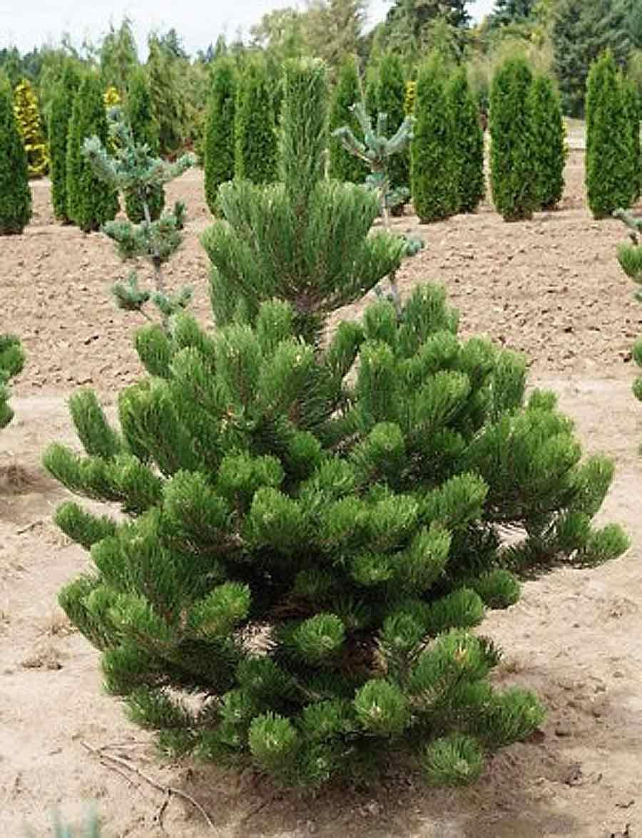 Pinus nigra 'Oregon Green' - Mustamänty