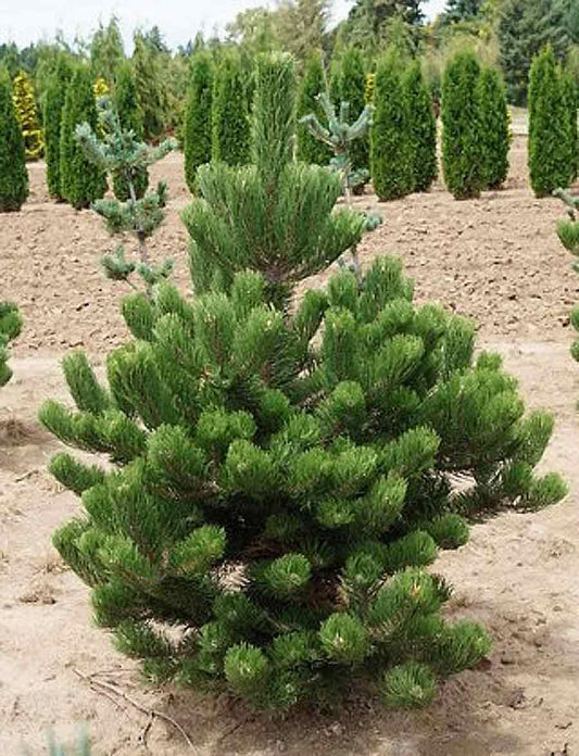 Pinus nigra 'Oregon Green' - Mustamänty