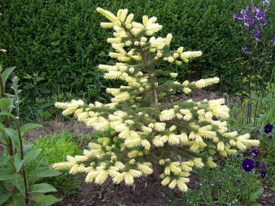 Picea Pungens 'Maigold' - Octopus/Blue Spruce (yellow)