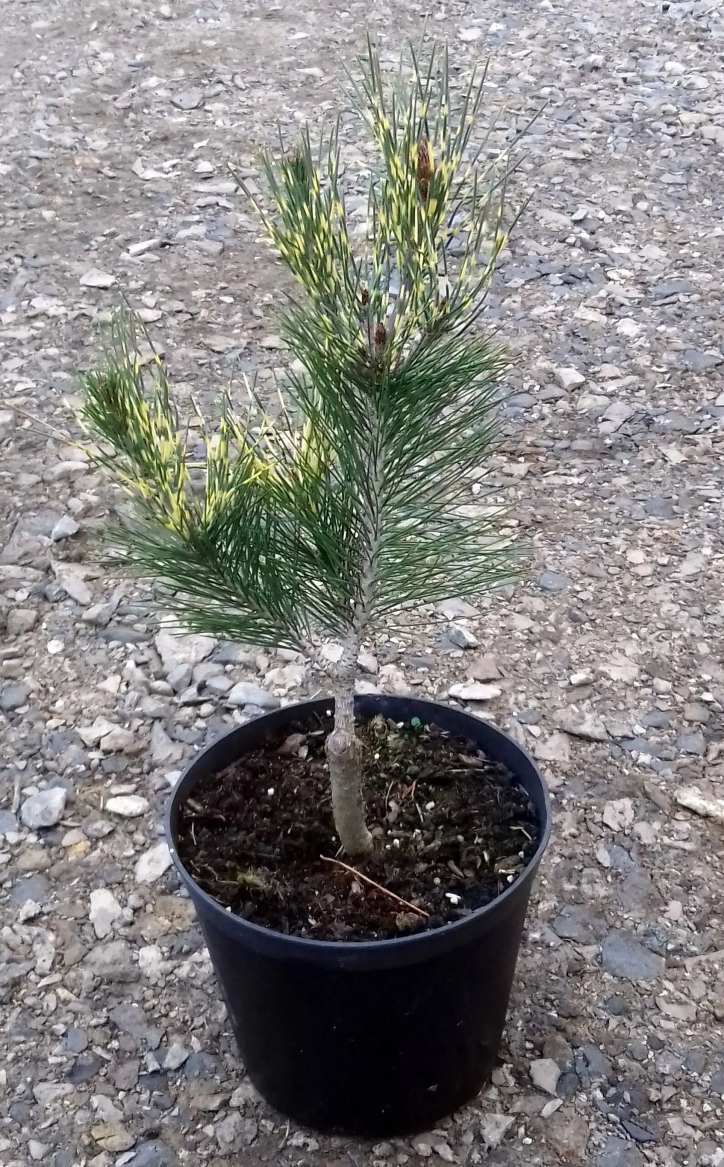 Pinus densiflora (sylvestris) 'Oculus Draconis' - Japaninpunamänty
