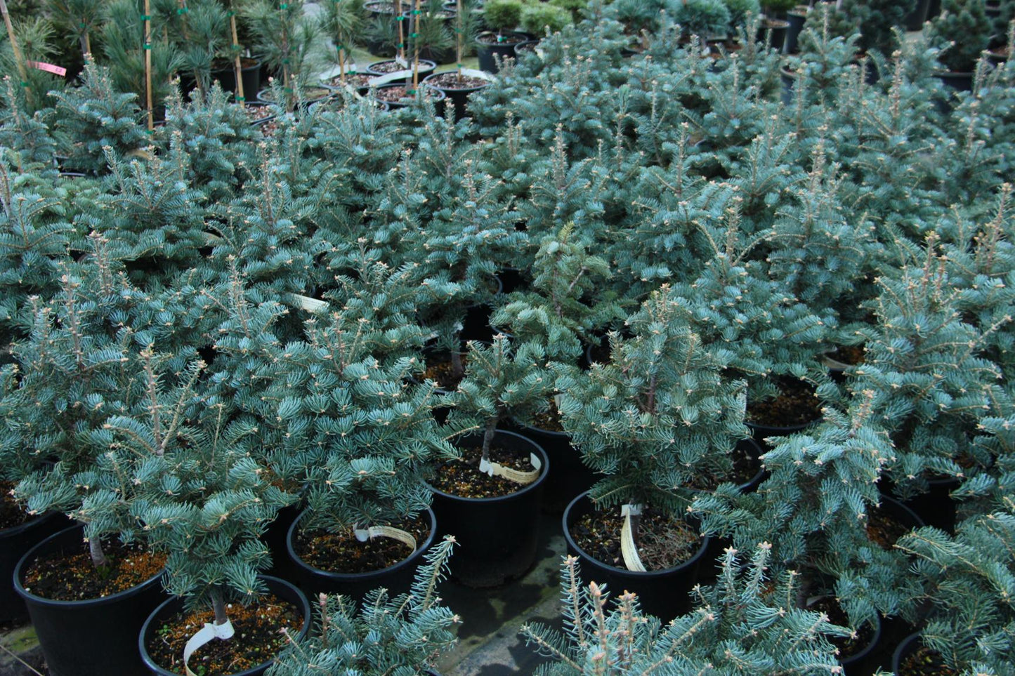 Abies concolor 'Archer's Dwarf' - Gray Spruce