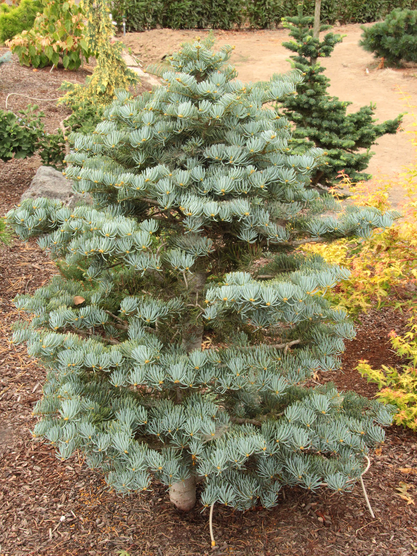 Abies concolor 'Archer's Dwarf' - Gray Spruce