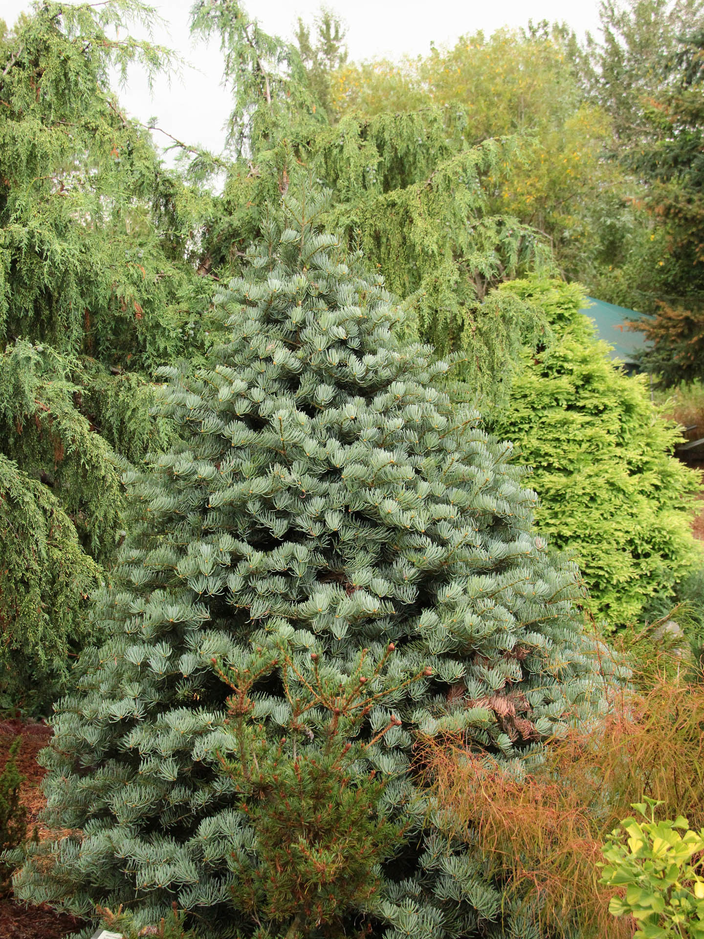 Abies concolor 'Archer's Dwarf' - Gray Spruce