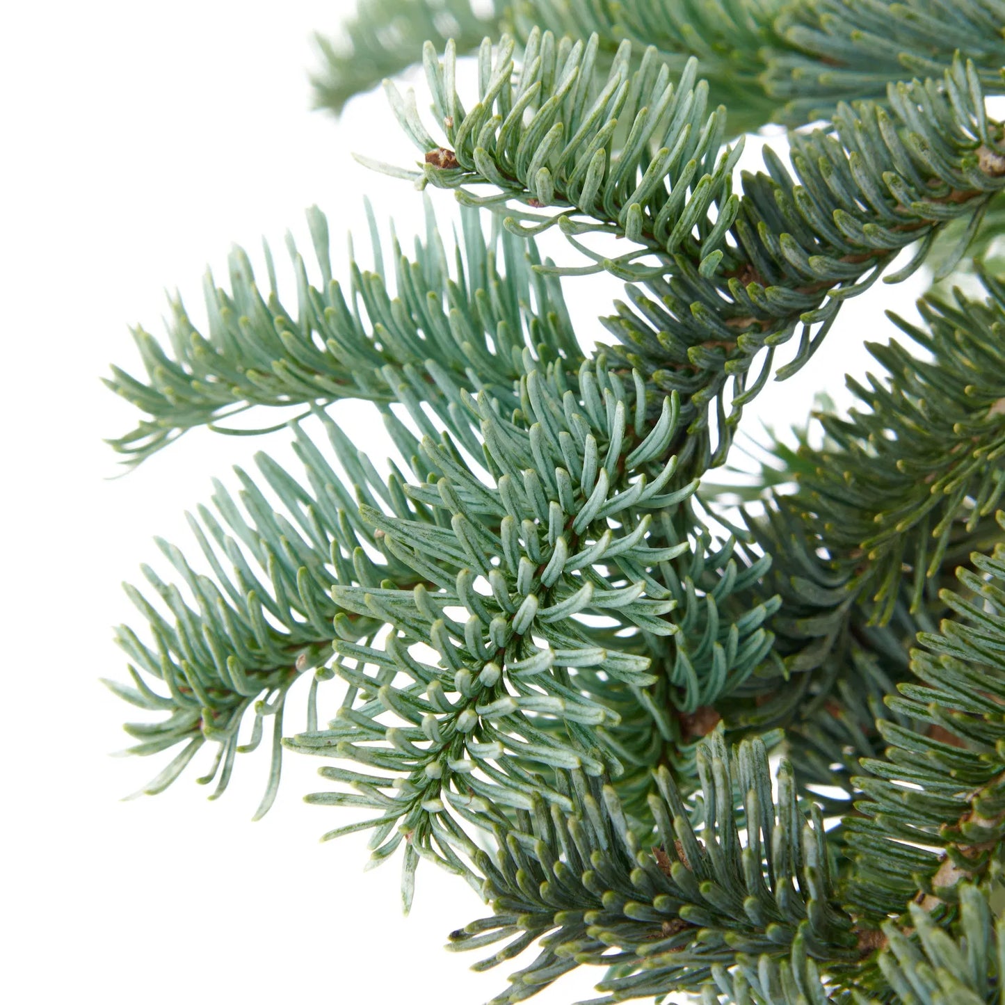 Abies procera 'Glauca' - Aitopihta, Jalopihta (Kuningaspihta)