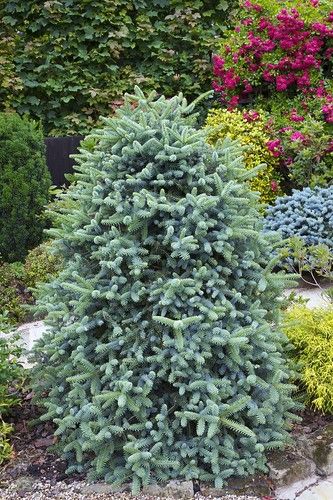 Abies pinsapo 'Glauca' - Spanish pine