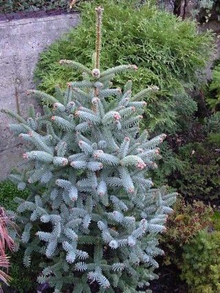 Abies pinsapo 'Glauca' - Spanish pine