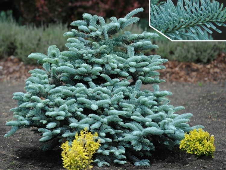 Abies pinsapo 'Glauca' - Spanish pine