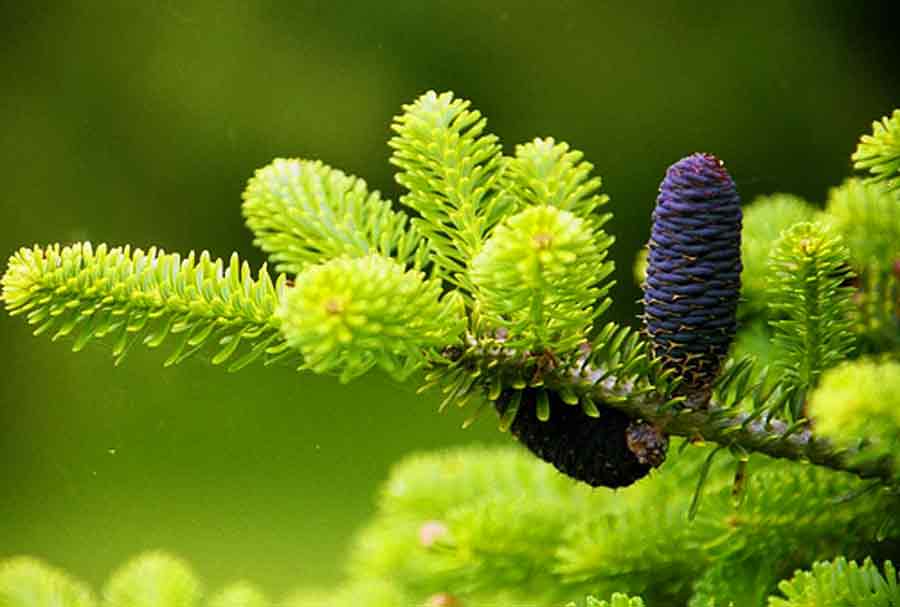 Abies pinsapo 'Glauca' - Spanish pine