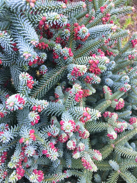 Abies pinsapo 'Glauca' - Spanish pine