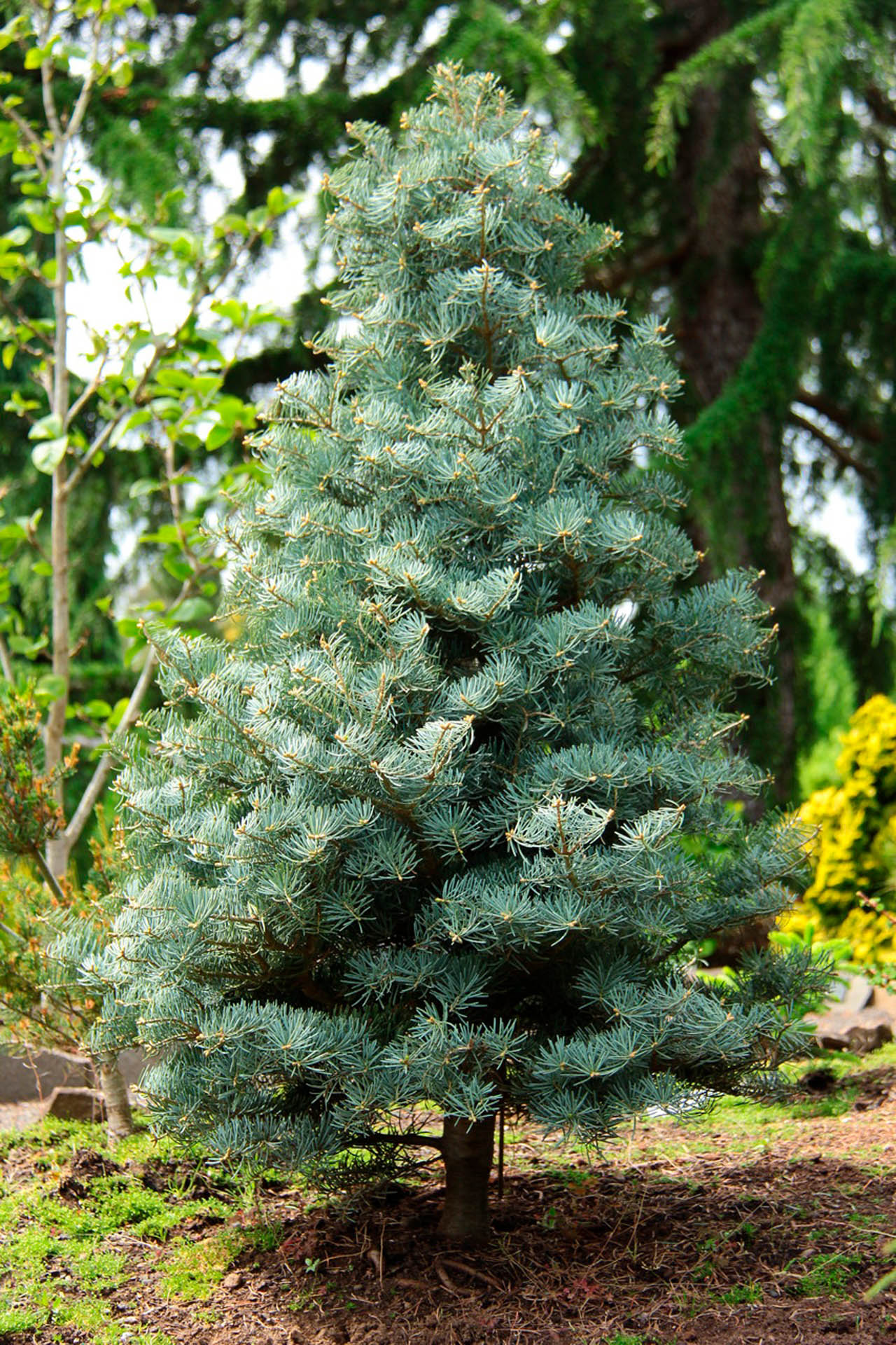 Abies concolor 'Archer's Dwarf' - Gray Spruce