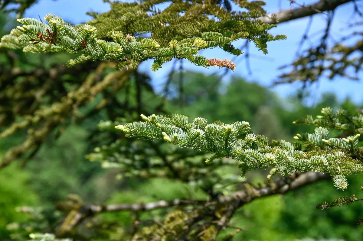 Abies procera - Aitopihta (Kuningaspihta)