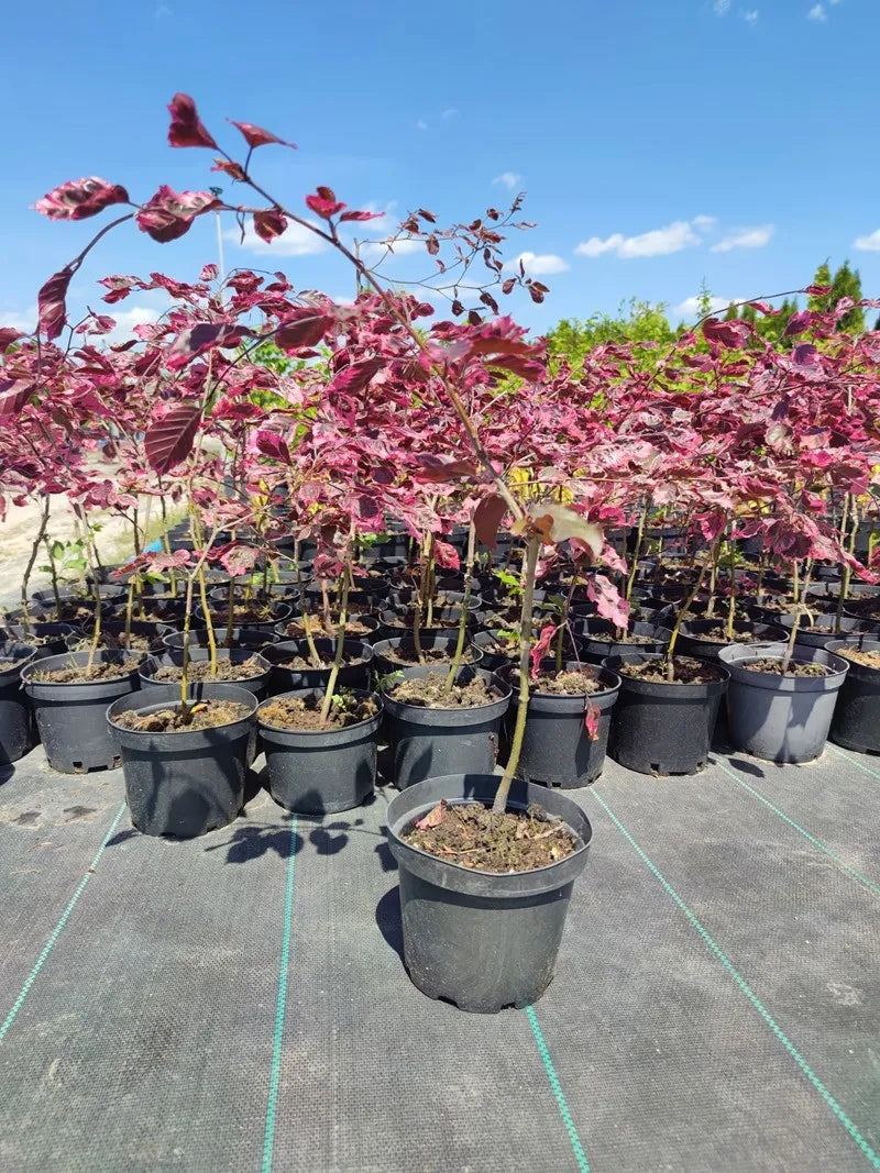 Fagus sylvatica 'Roseomarginata' (Purpurea Tricolor) - Scarlet beech