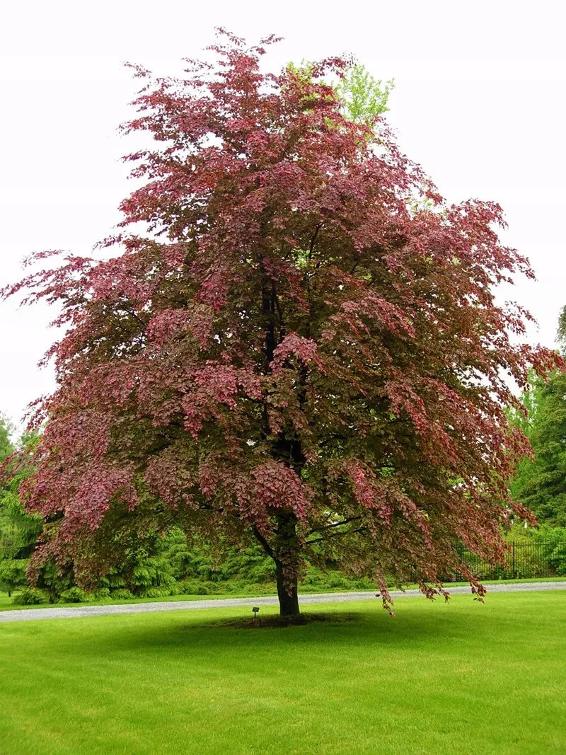 Fagus sylvatica 'Roseomarginata' (Purpurea Tricolor) - Scarlet beech