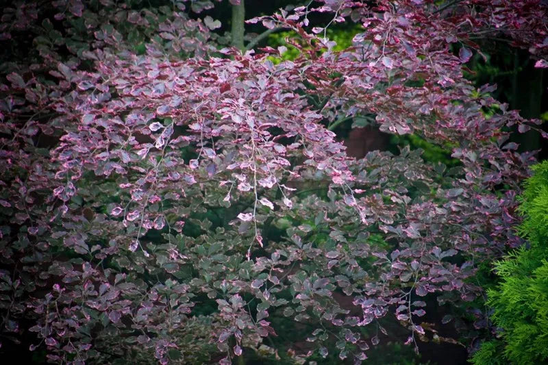 Fagus sylvatica 'Roseomarginata' (Purpurea Tricolor) - Scarlet beech