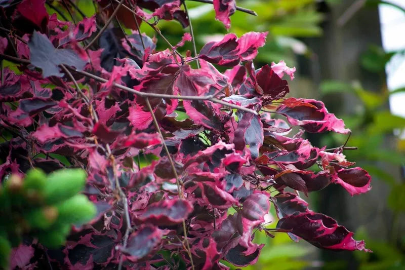 Fagus sylvatica 'Roseomarginata' (Purpurea Tricolor) - Scarlet beech