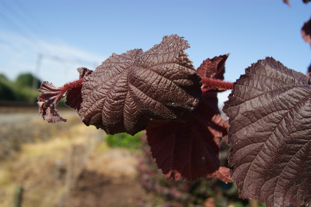 Corylus avellana ’Red Majestic’ "Pendula" - Riippapurppurapeikonpähkinä