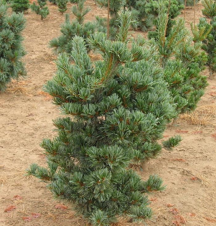 Pinus parviflora "Tempelhof" - Neidonmänty
