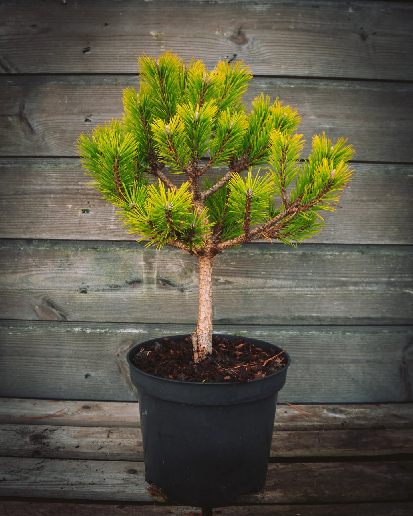 Pinus Densiflora 'Jane Kluis' - Kääpiöjapaninpunamänty
