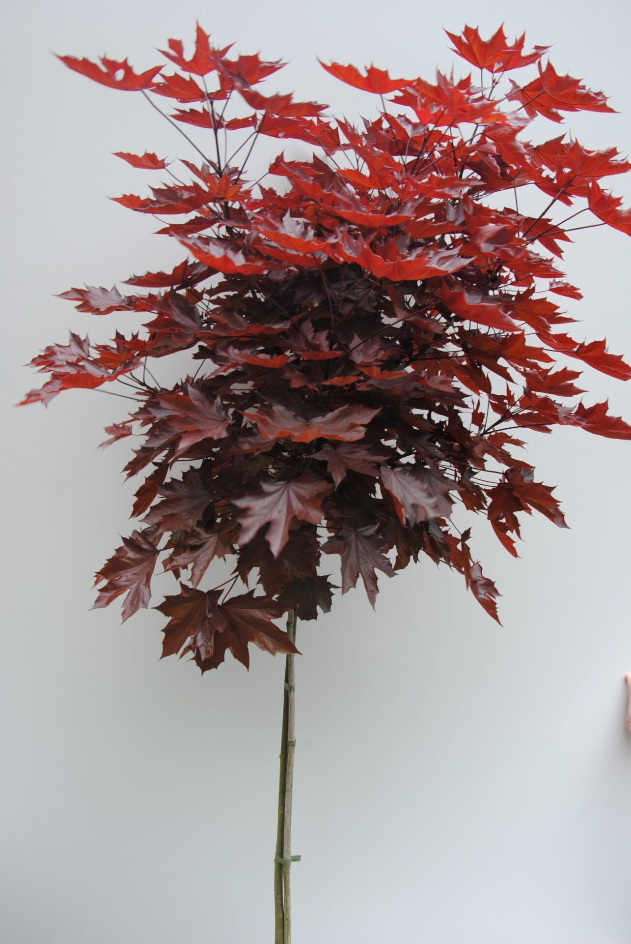 Acer platanoides 'Purple Globe' - Pallovaahtera vartettu hurmevaahtera / verivaahtera