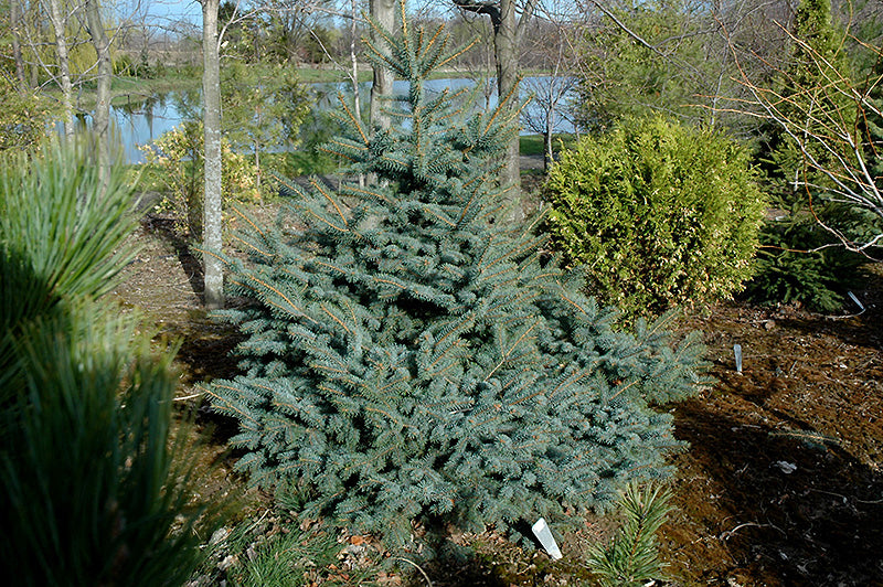 Picea pungens 'Erich Frahm' - Blue spruce