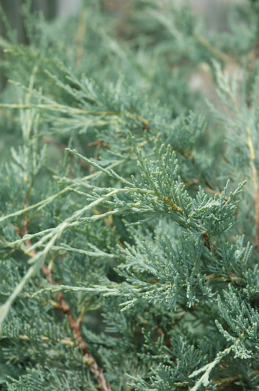 Juniperus Scopulorum 'Moonglow' - Rocky Mountain Juniper