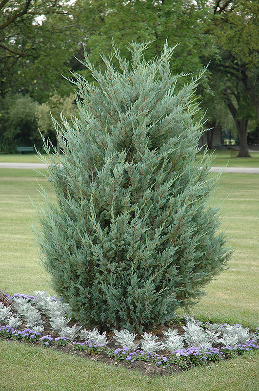 Juniperus Scopulorum 'Moonglow' - Rocky Mountain Juniper