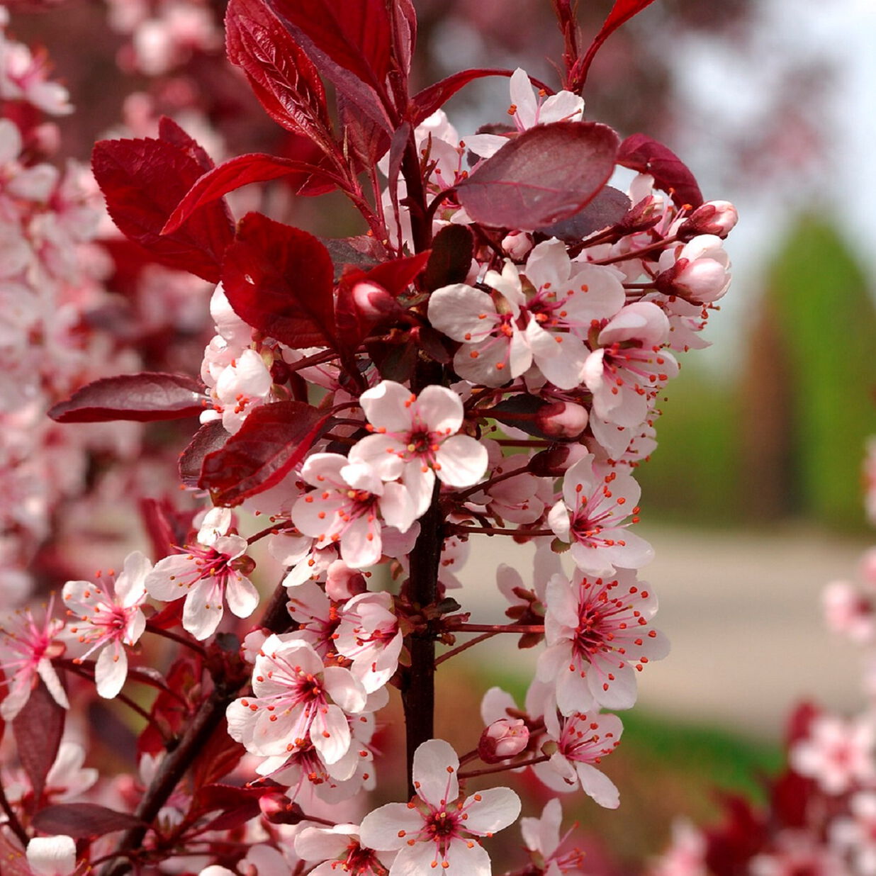 Prunus Cistena - Mustaluumu