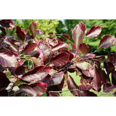 Fagus sylvatica 'Roseomarginata' (Purpurea Tricolor) - Scarlet beech