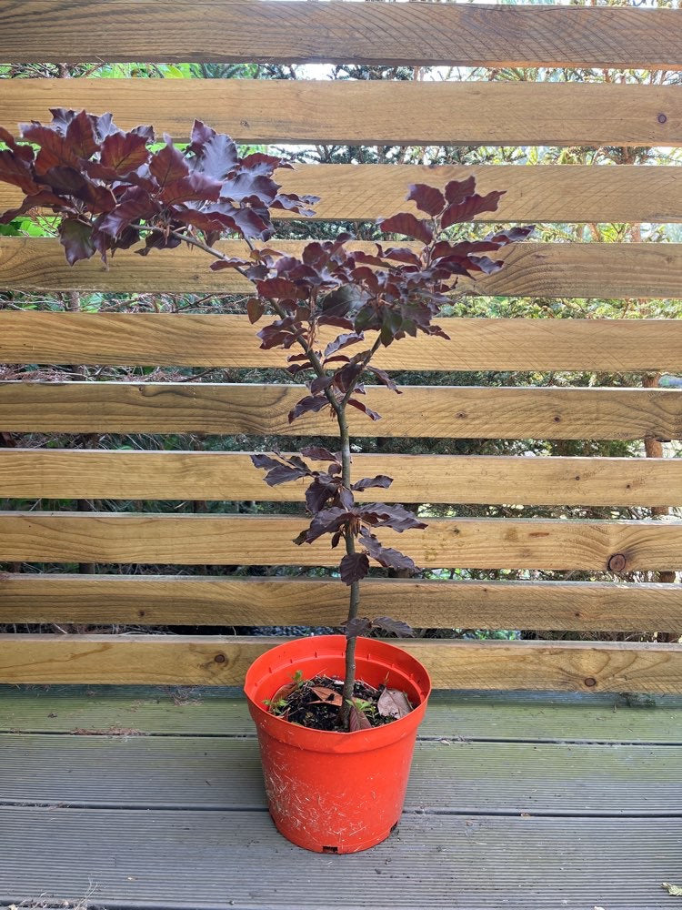 Fagus sylvatica 'Atropurpurea' - Punapyökki (Veripyökki)