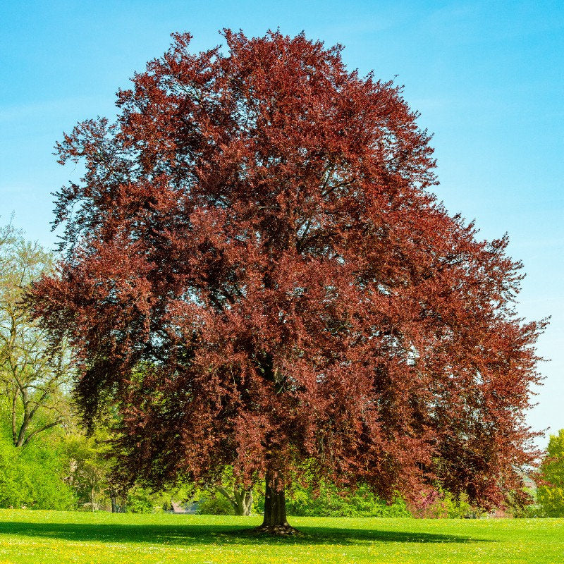 Fagus sylvatica 'Atropurpurea' - Punapyökki (Veripyökki)