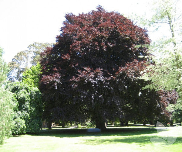 Fagus sylvatica 'Atropurpurea' - Punapyökki (Veripyökki)