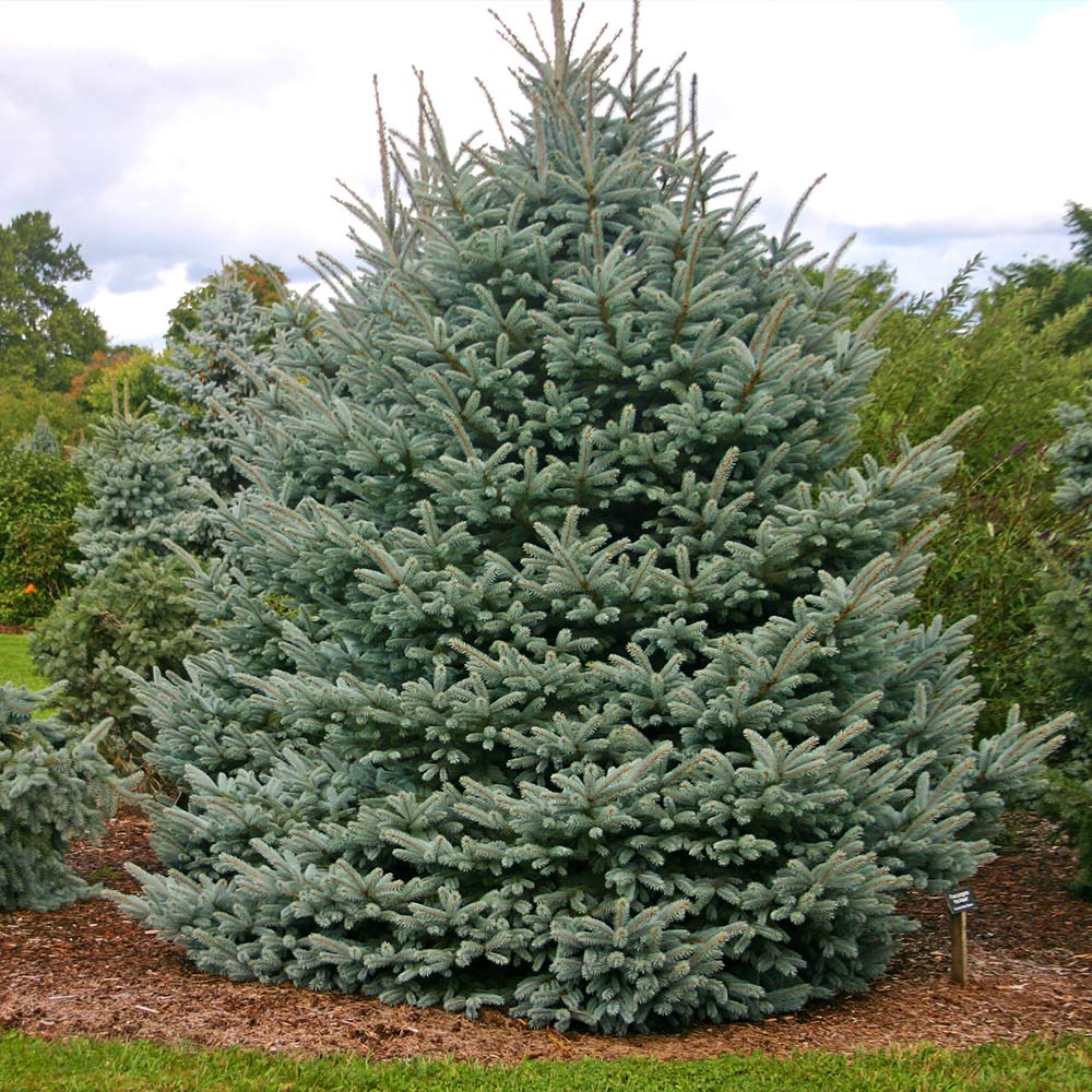 Picea pungens 'Fat Albert' - Sinikuusi / Okakuusi / Hopeakuusi