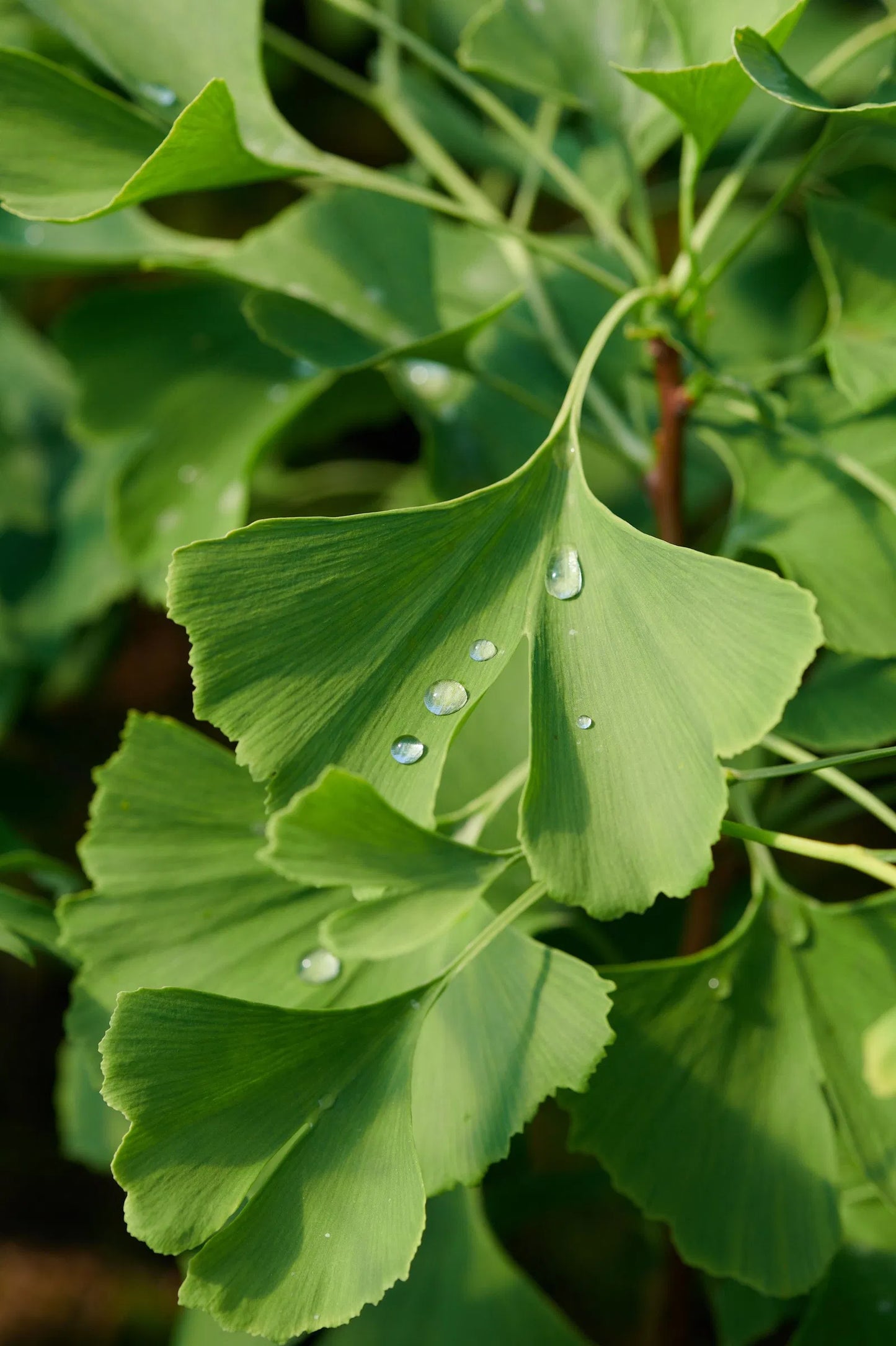 Ginkgo biloba - Neidonhiuspuu