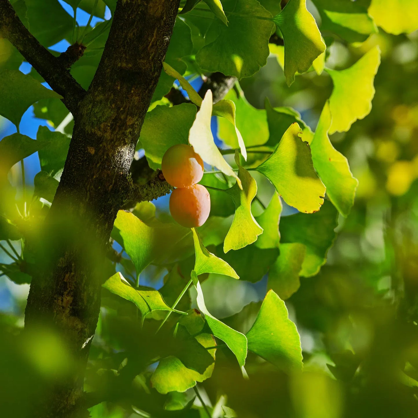 Ginkgo biloba - Neidonhiuspuu