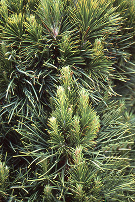 Pinus sylvestris 'Globosa Viridis' - Mänty