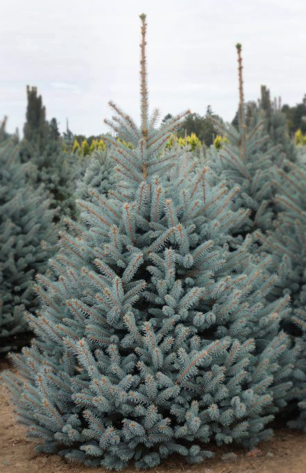 Picea pungens 'Fat Albert' - Sinikuusi / Okakuusi / Hopeakuusi
