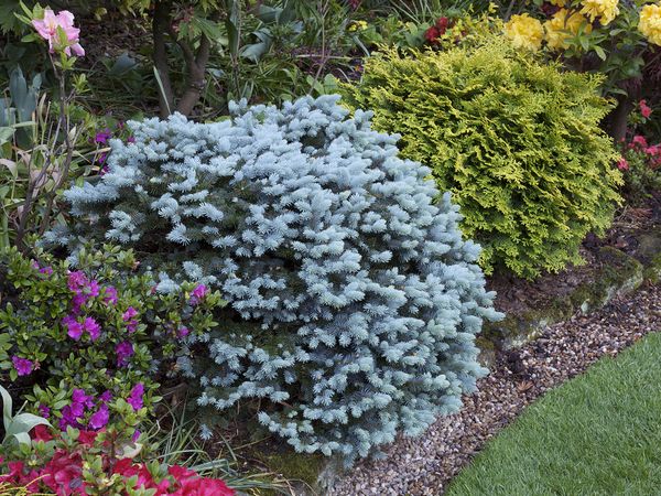 Picea pungens 'Glauca Globosa' - Pallohopeakuusi (sinikuusi)