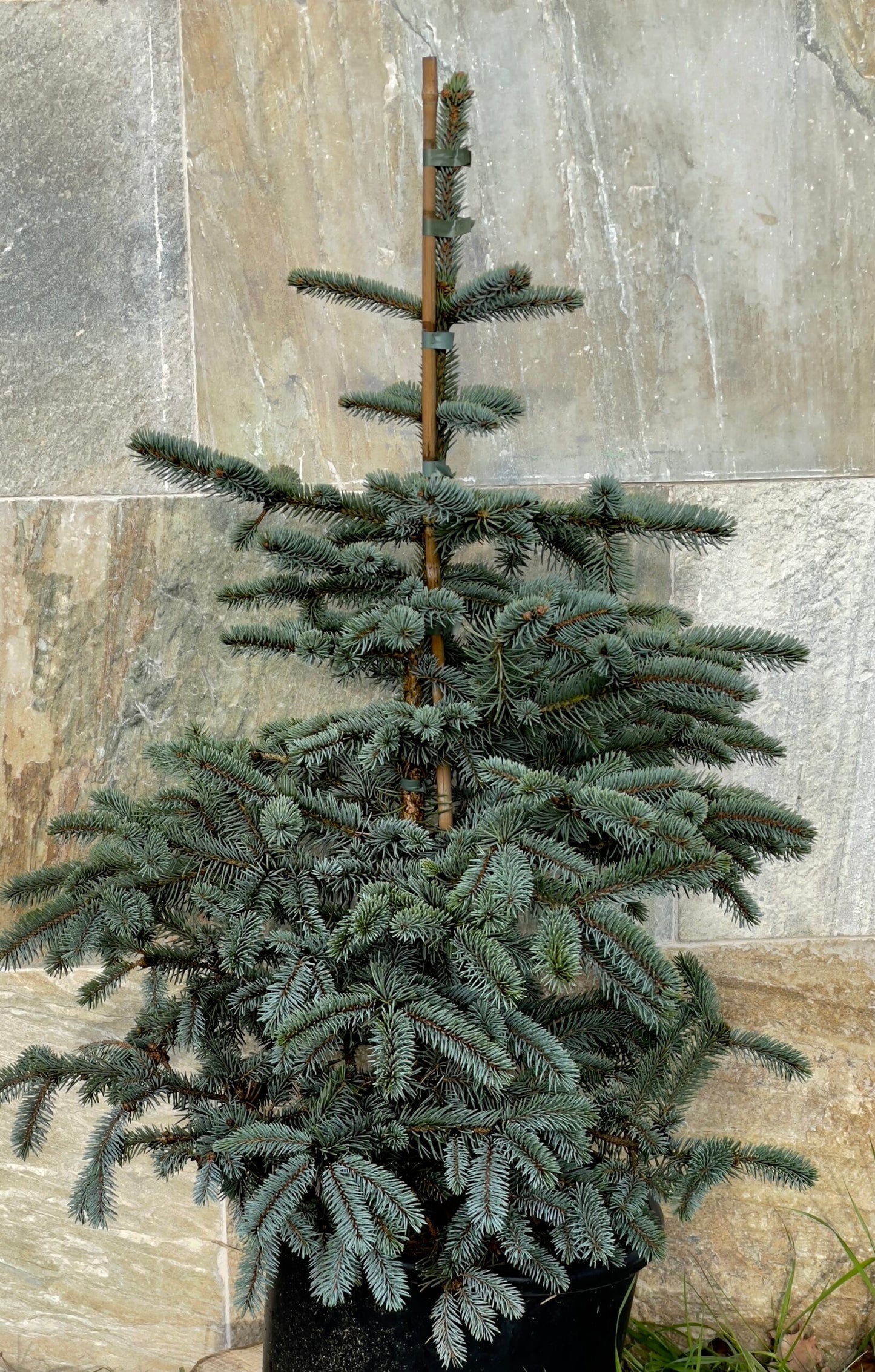 Picea pungens 'Erich Frahm' - Blue spruce