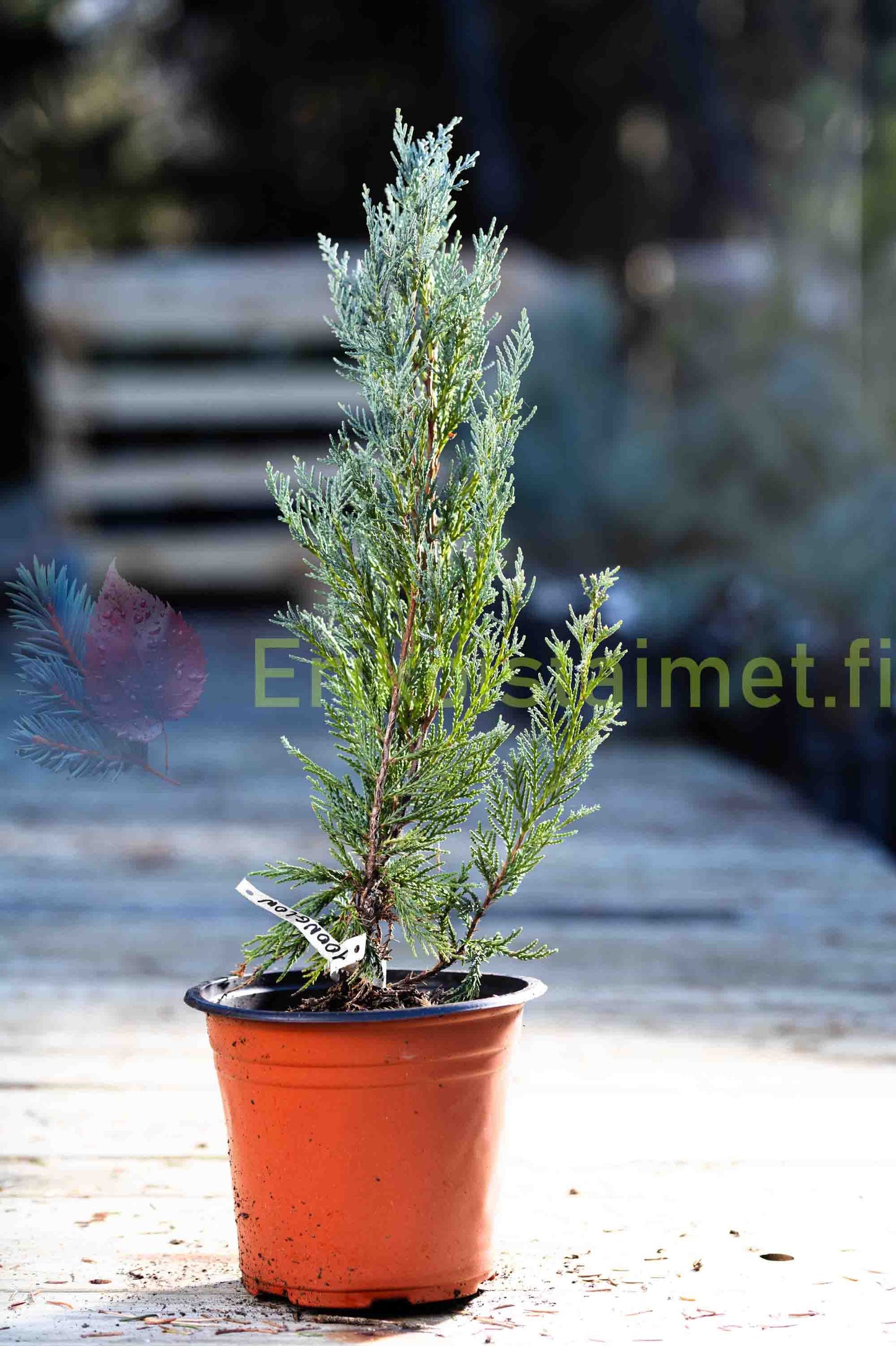 Juniperus Scopulorum 'Moonglow' - Rocky Mountain Juniper