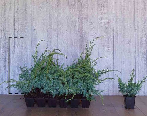 Juniperus Chinensis 'Blue Alps' - Kiinankataja