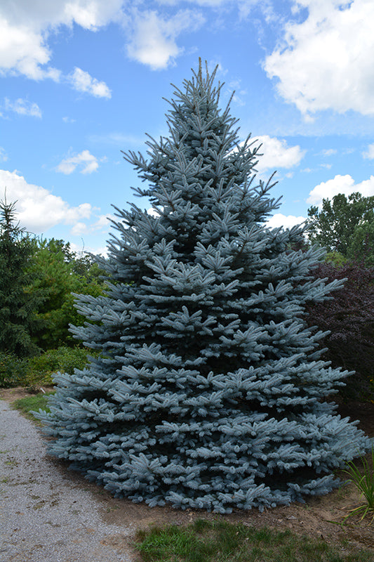 Picea pungens 'Foxtail' - Sinikuusi