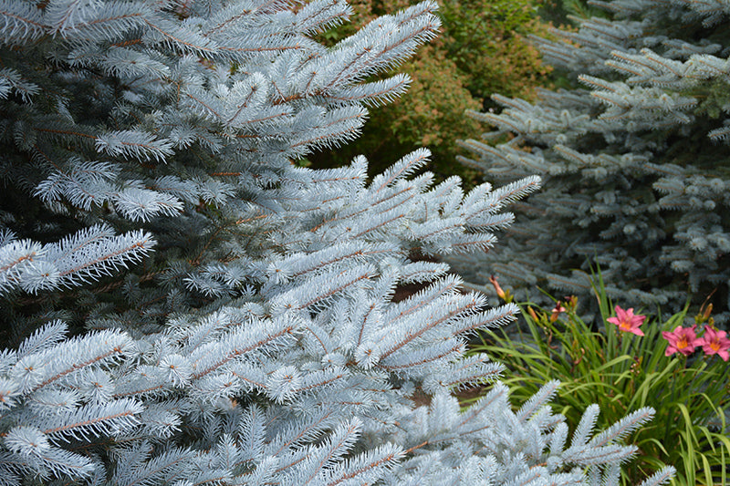 Picea pungens 'Foxtail' - Sinikuusi