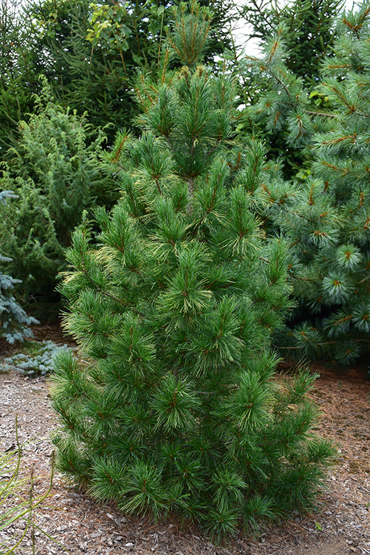 Pinus Strobus 'Fastigiata' - Pilaristrobusmänty